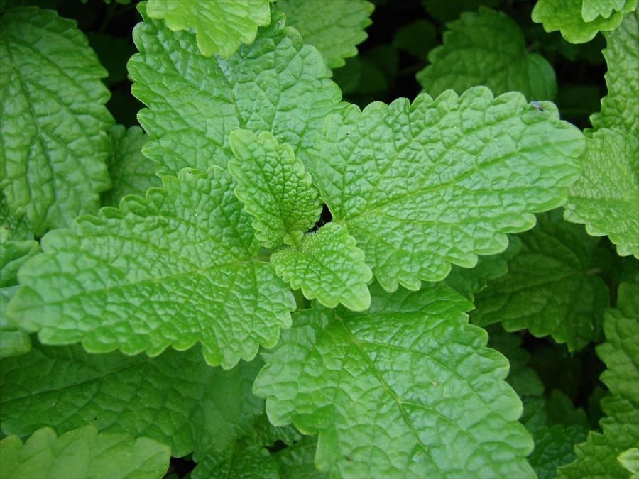 Lemon Balm - John Cullen Gardens