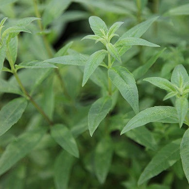 Lemon Verbena - John Cullen Gardens