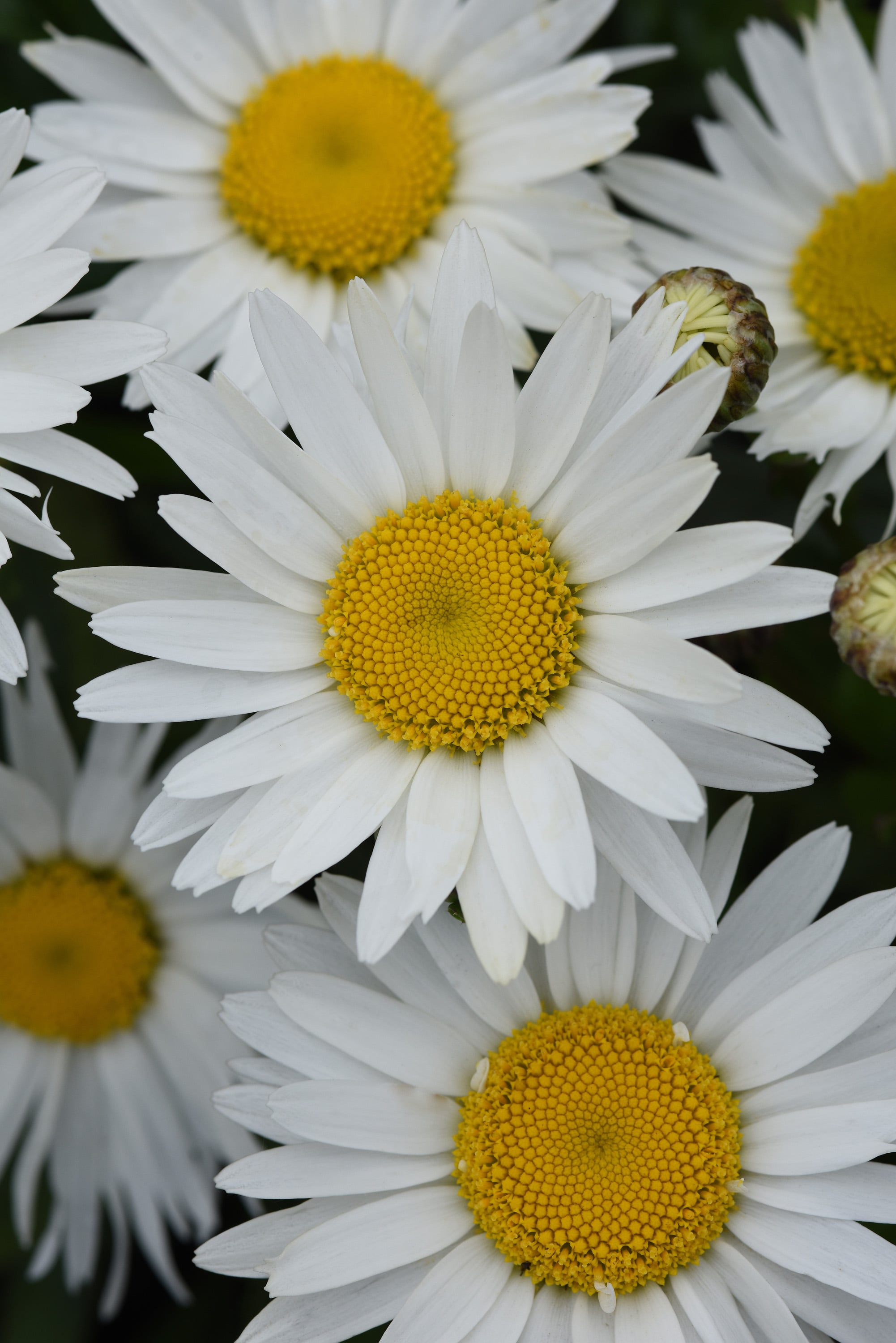 Leucanthemum 'Madonna' - John Cullen Gardens