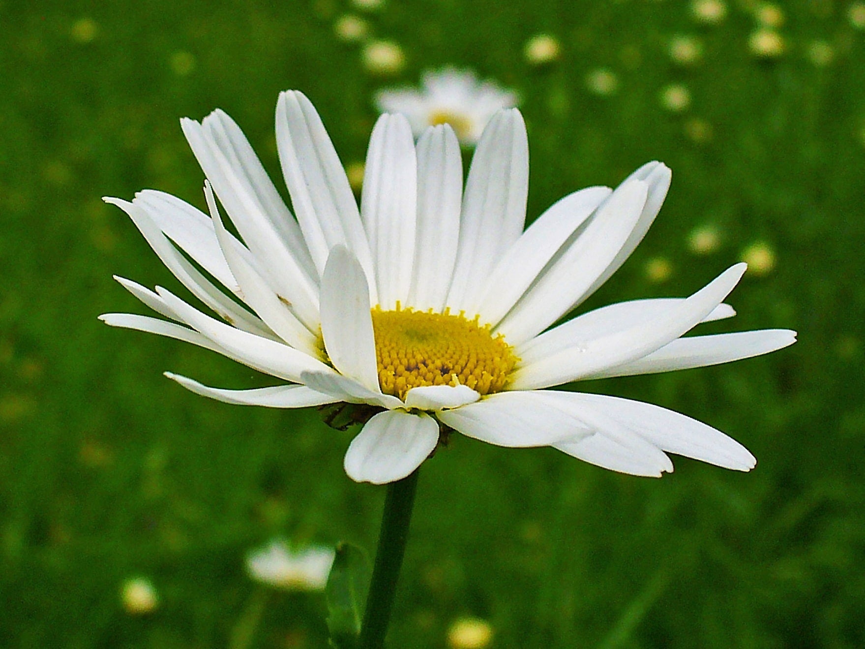 Leucanthemum vulgare - John Cullen Gardens