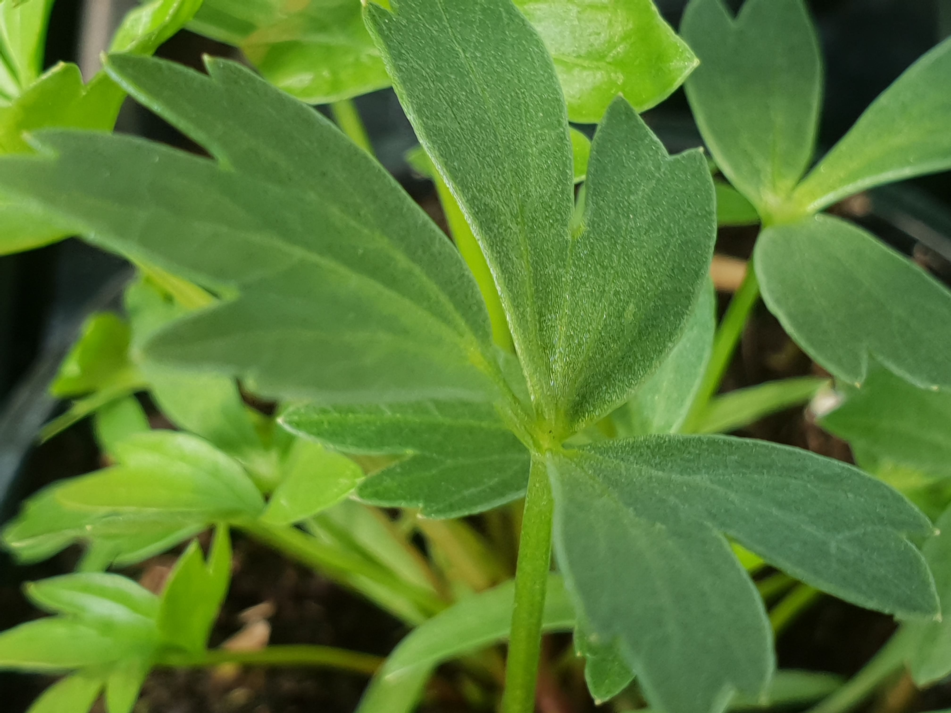 Lovage - John Cullen Gardens