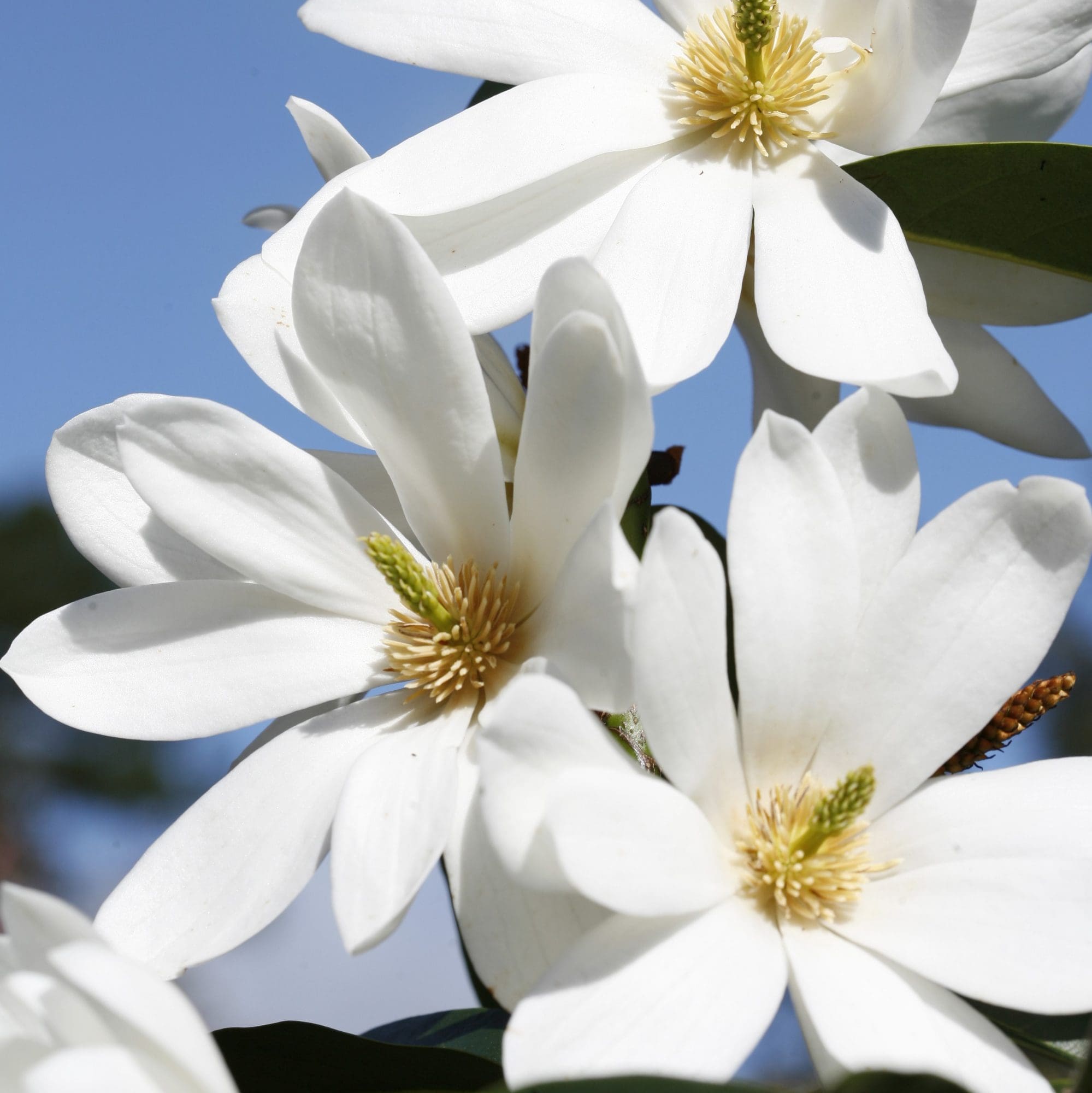 Magnolia 'Flower Fairy White' - John Cullen Gardens