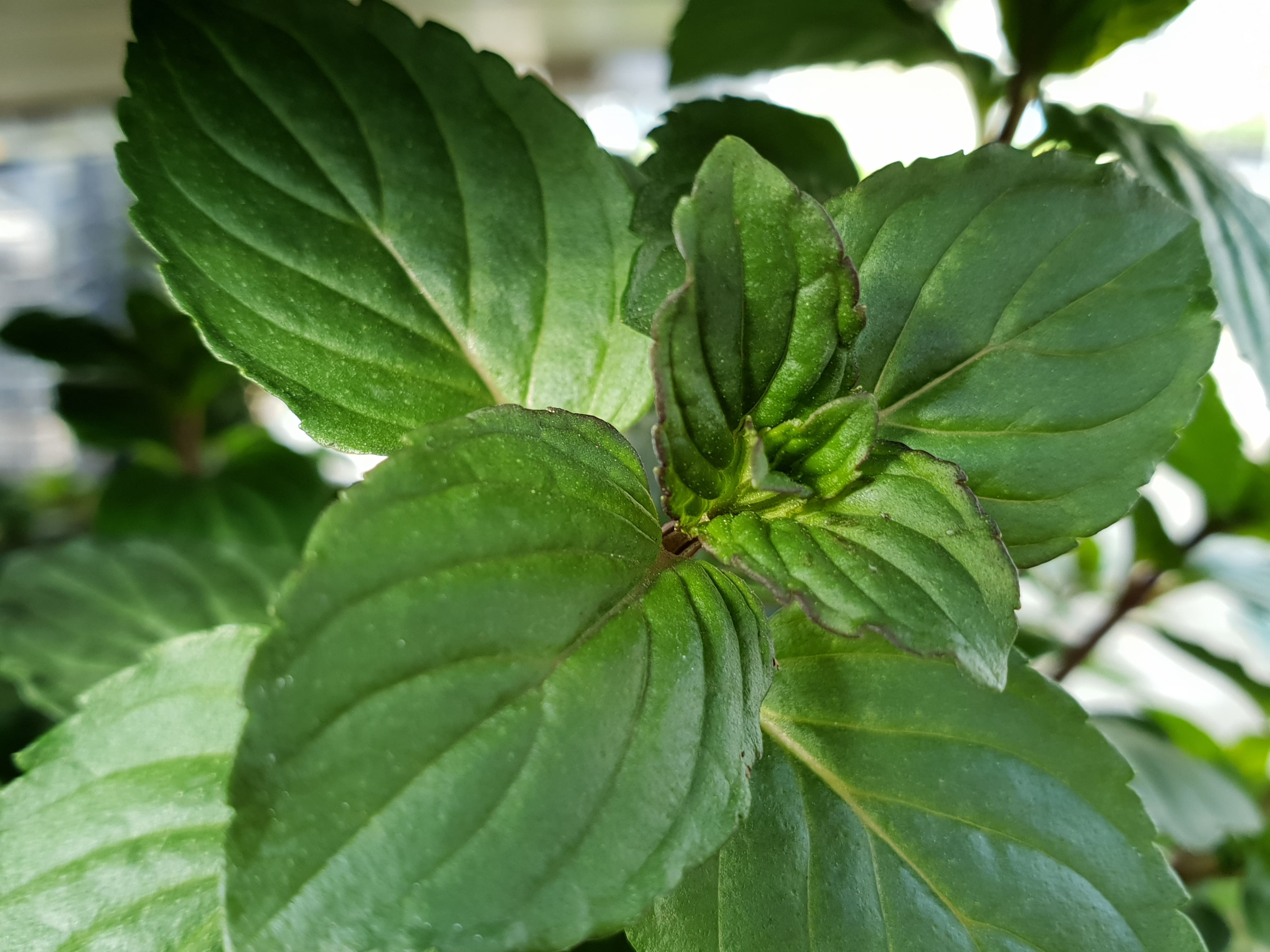 Mint After Eight - John Cullen Gardens