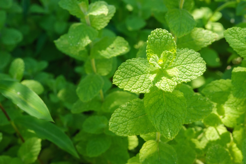 Mint Apple - John Cullen Gardens