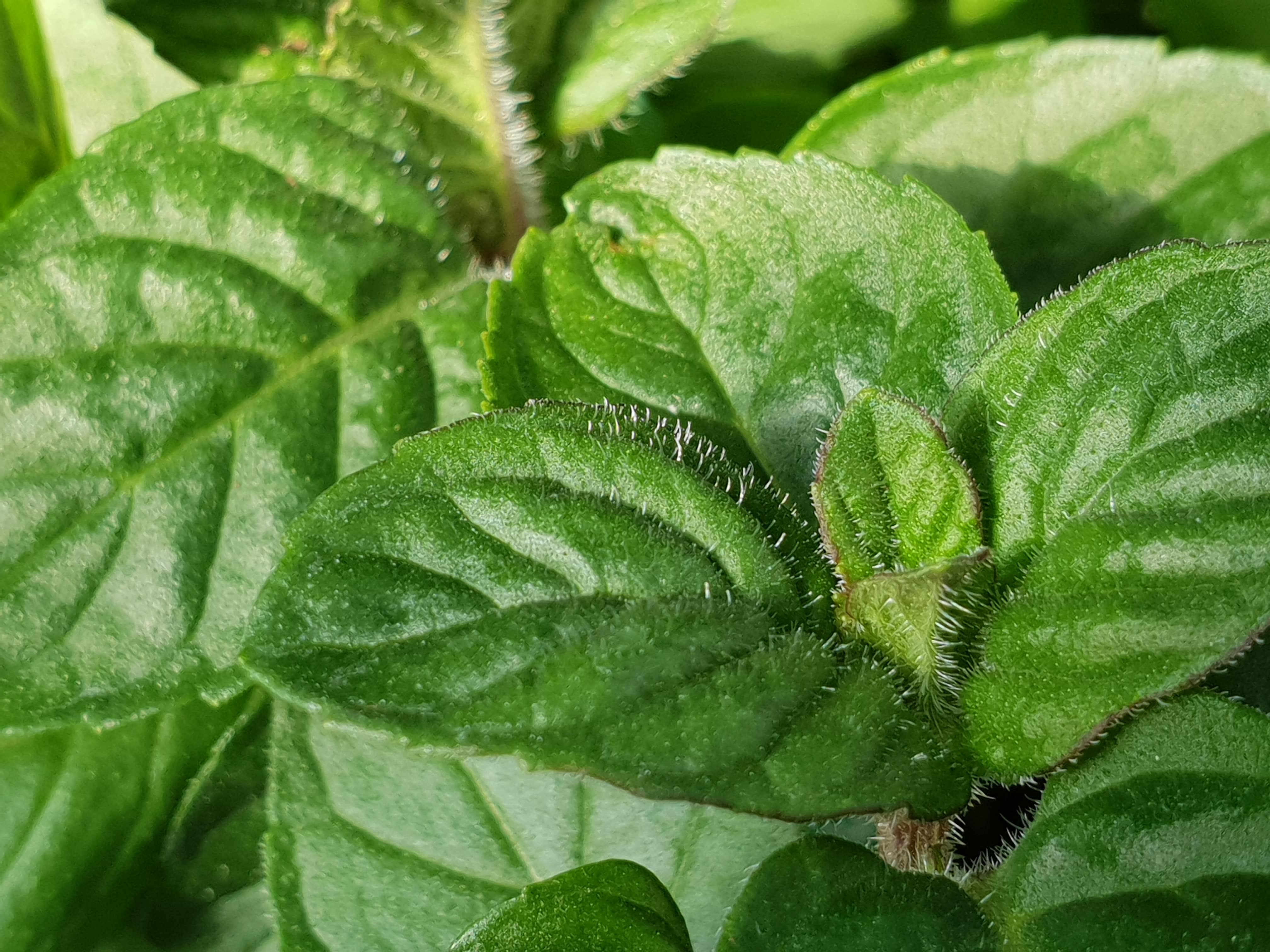 Mint Berries & Cream - John Cullen Gardens