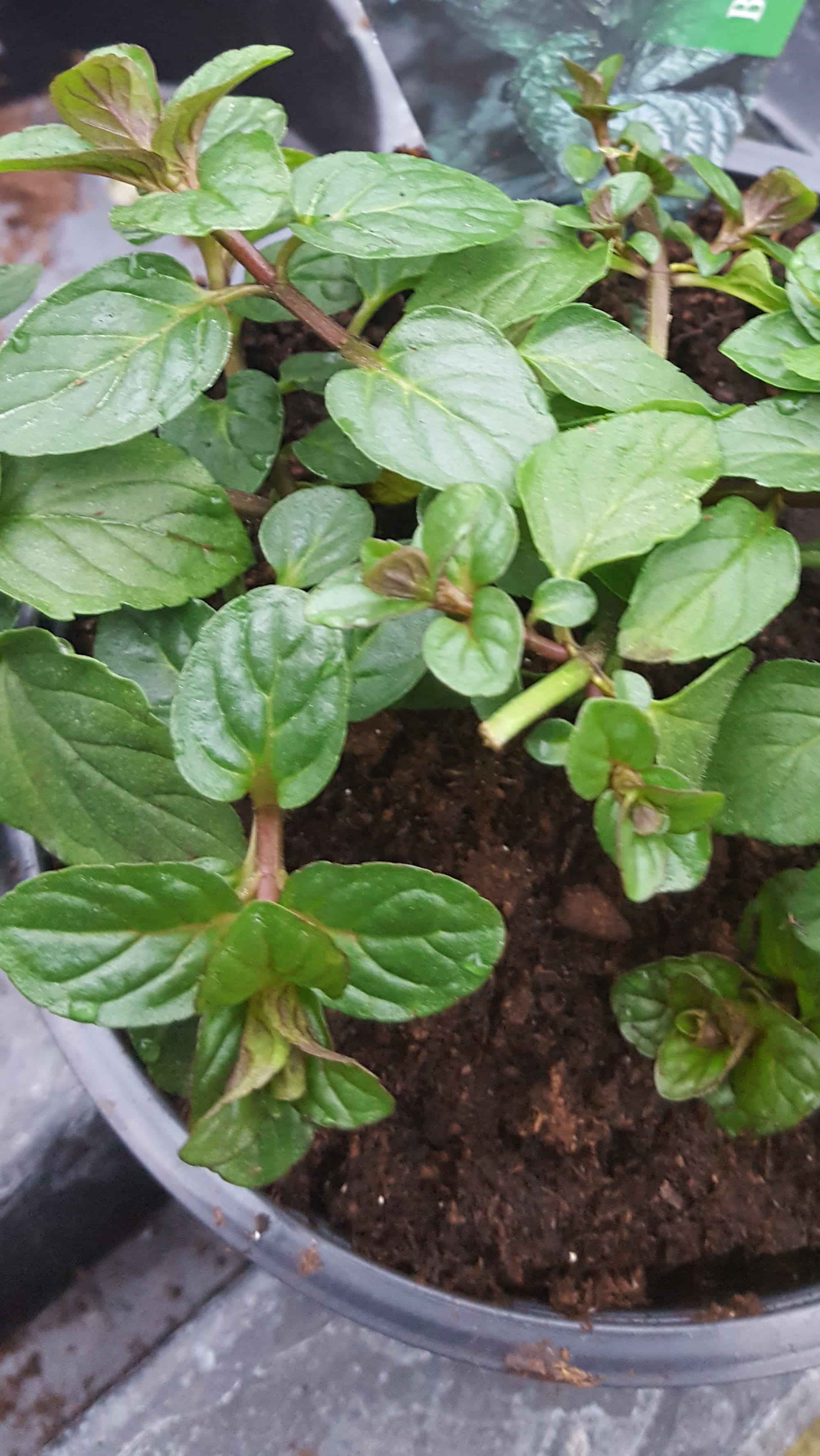 Mint Black Pepper - John Cullen Gardens