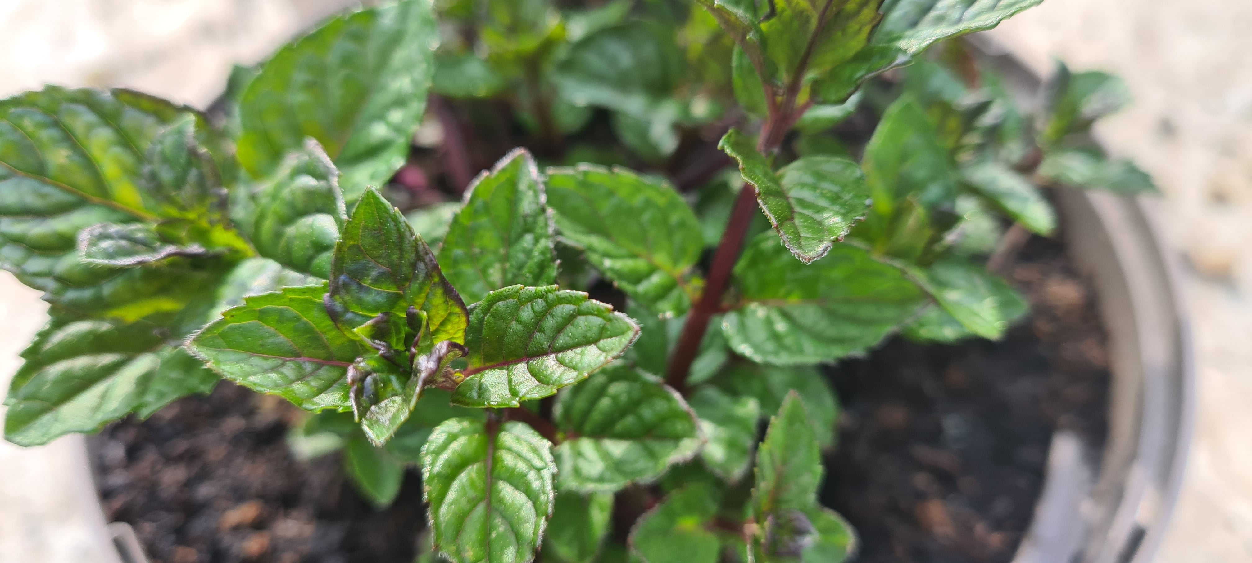 Mint Blackcurrant - John Cullen Gardens