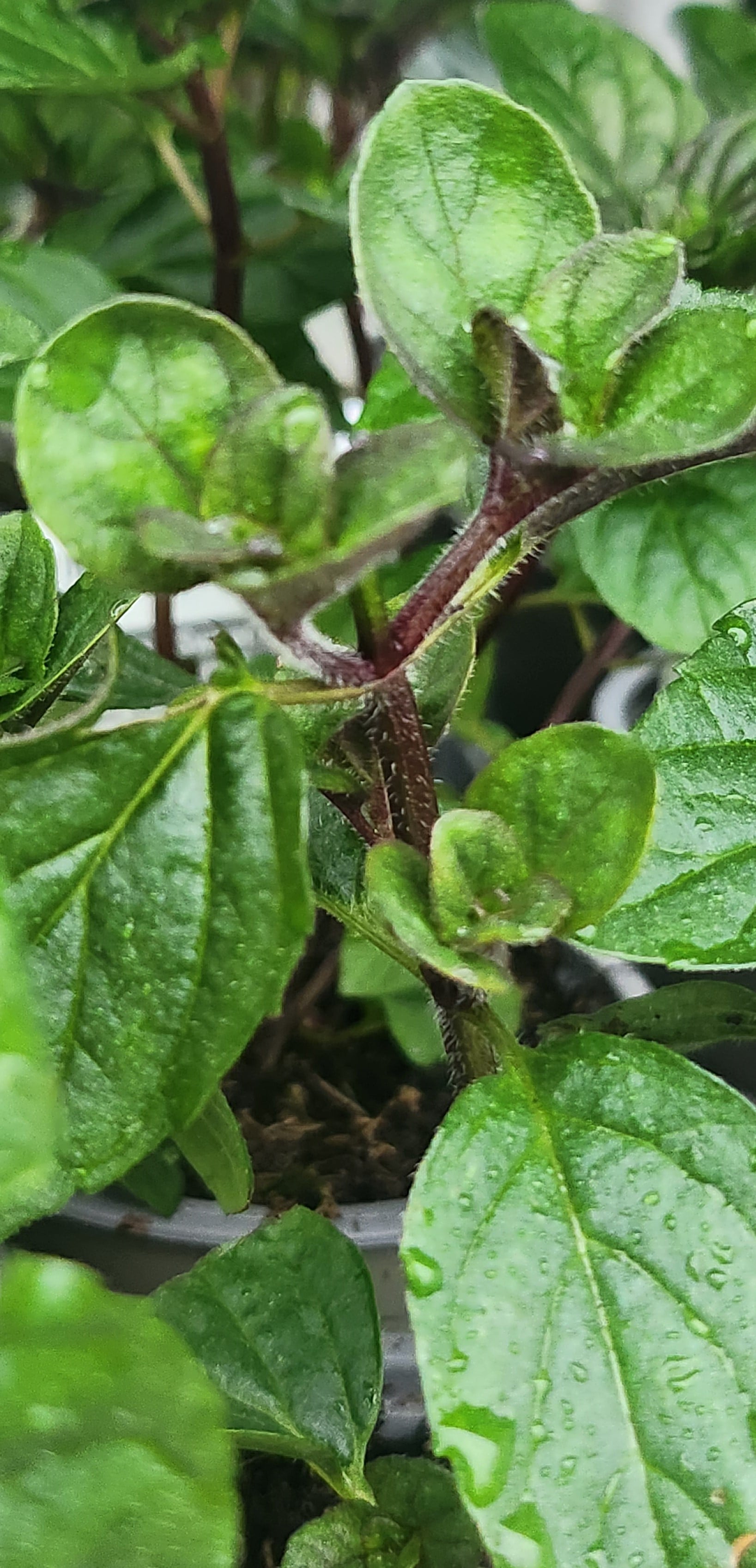 Mint Jessica Sweet Pear - John Cullen Gardens