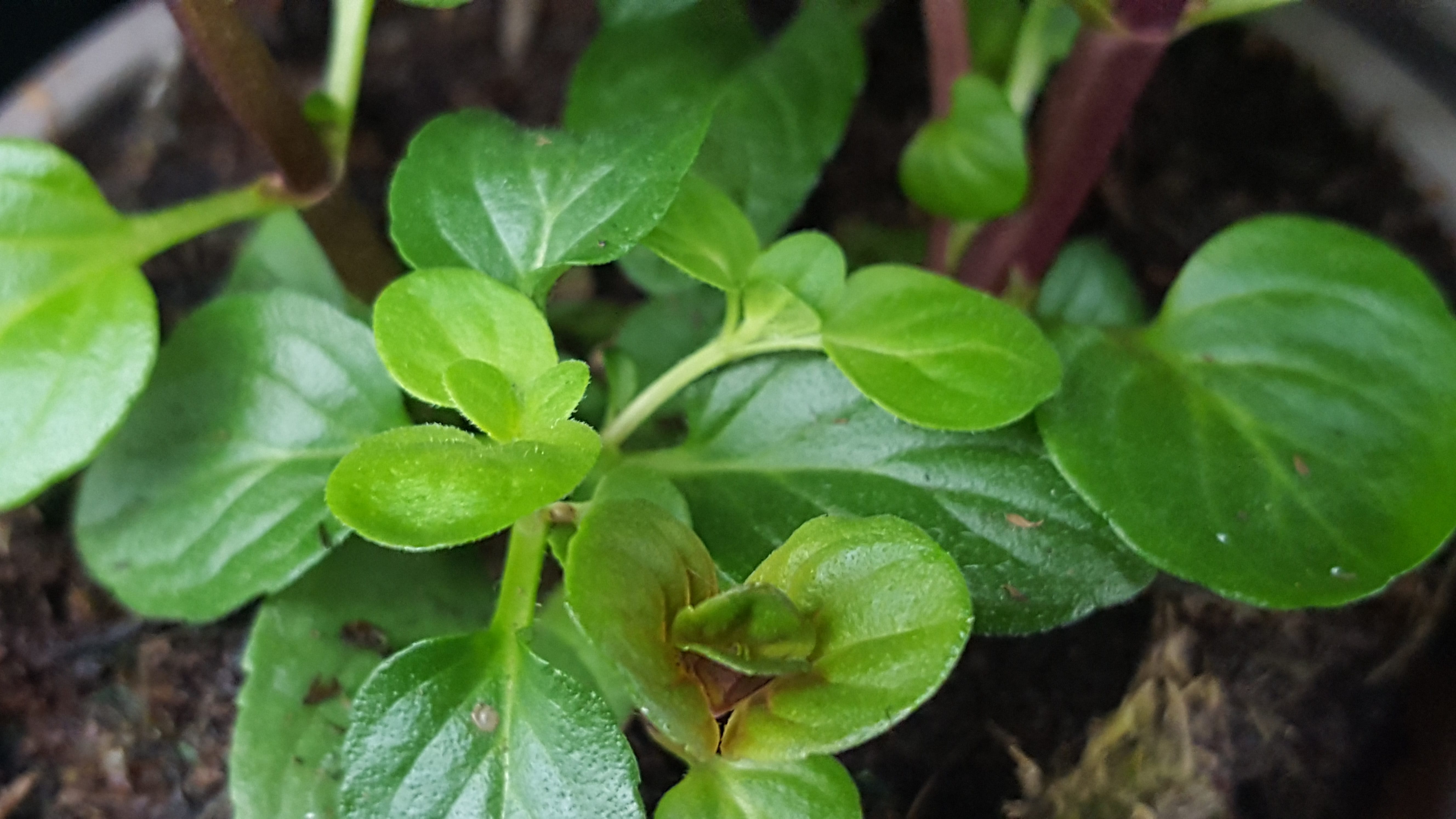 Mint Lemon - John Cullen Gardens