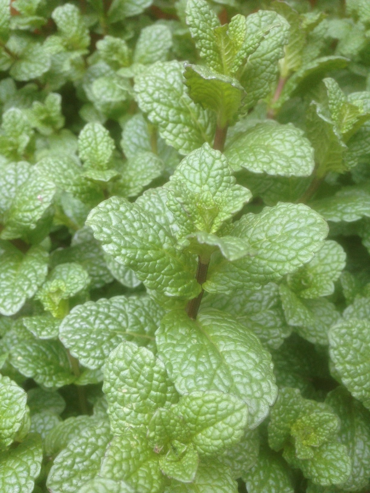 Mint Moroccan - John Cullen Gardens