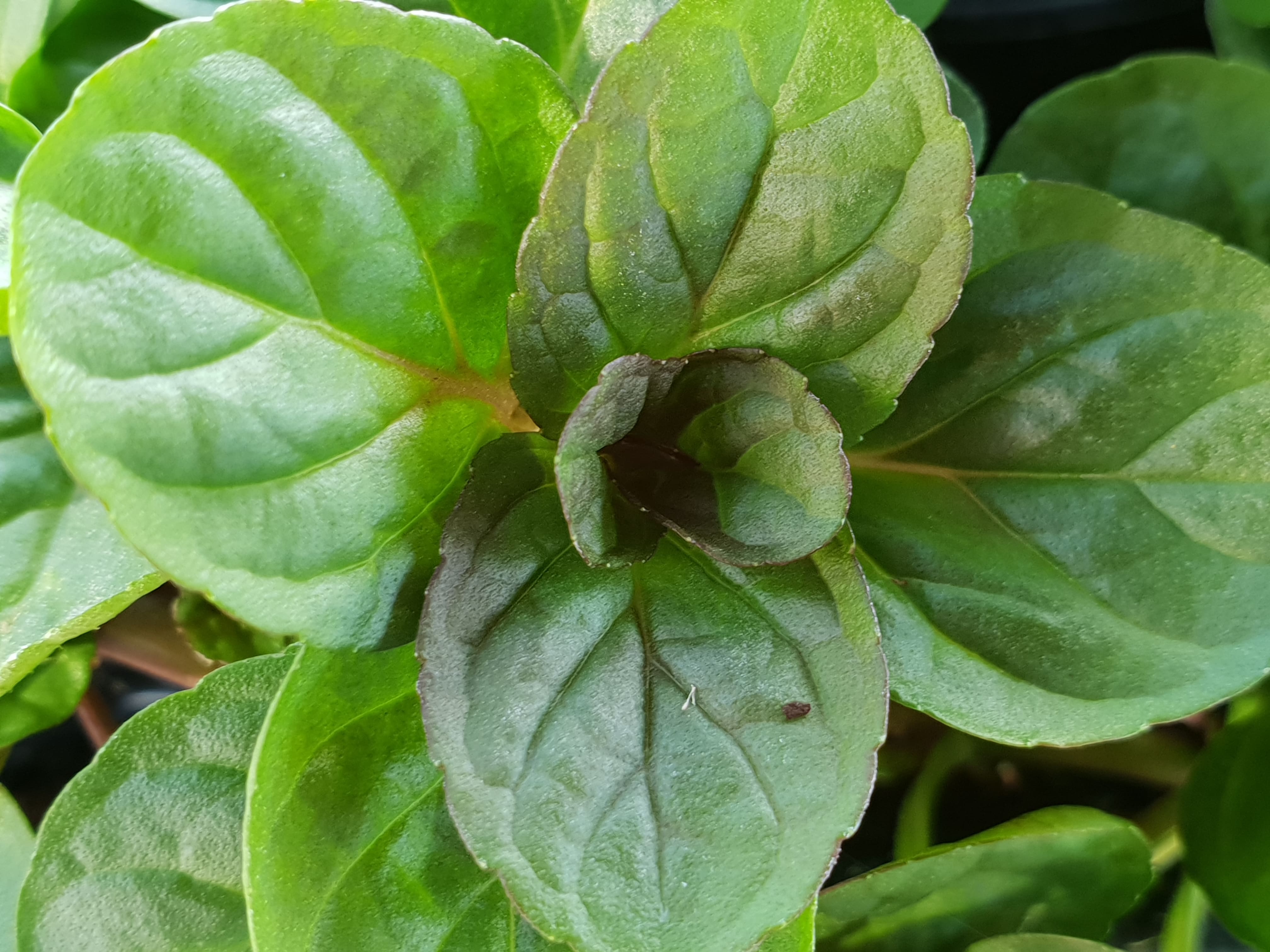 Mint Orange - John Cullen Gardens