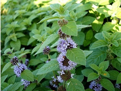 Mint Pennyroyal - John Cullen Gardens
