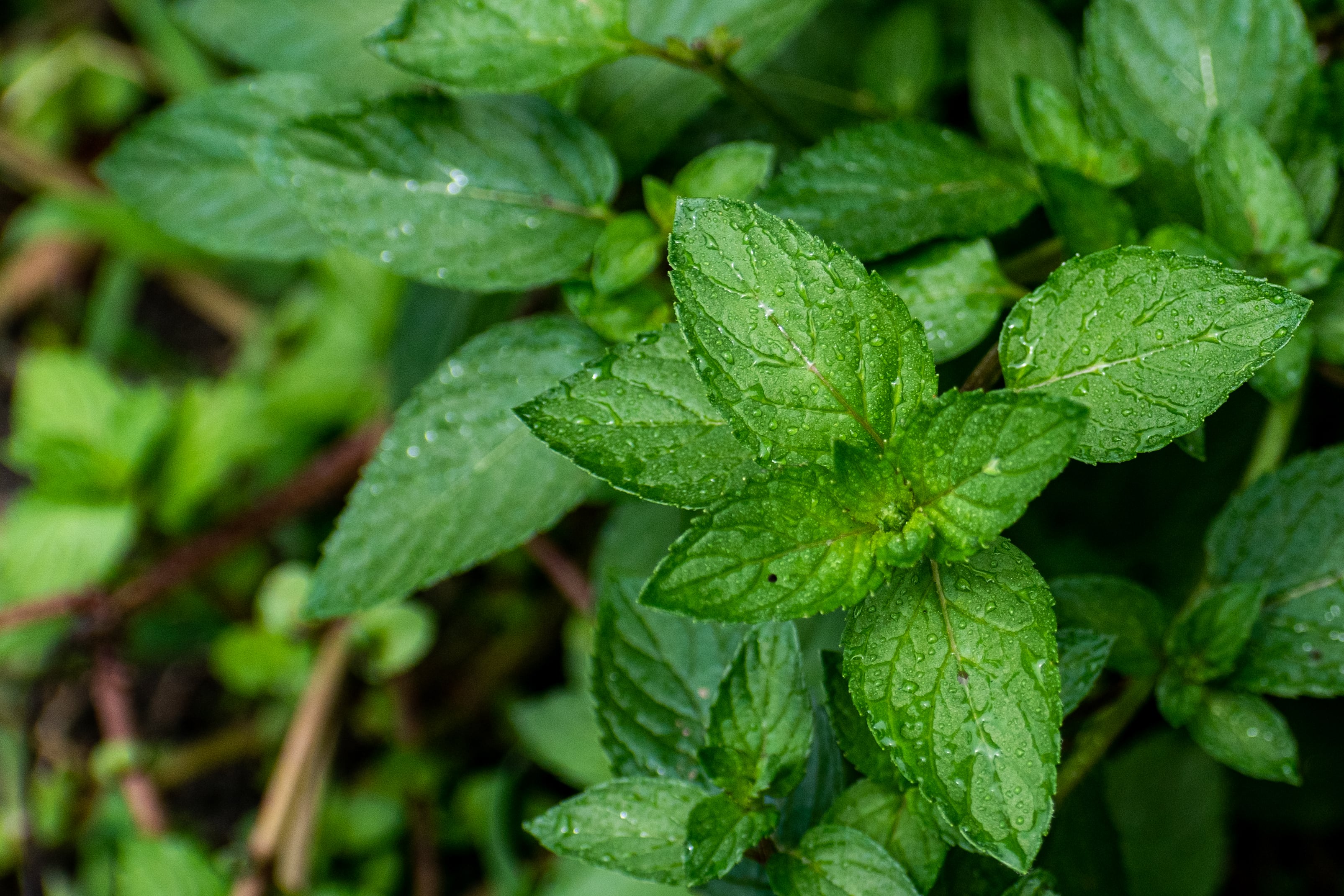 Mint Peppermint - John Cullen Gardens