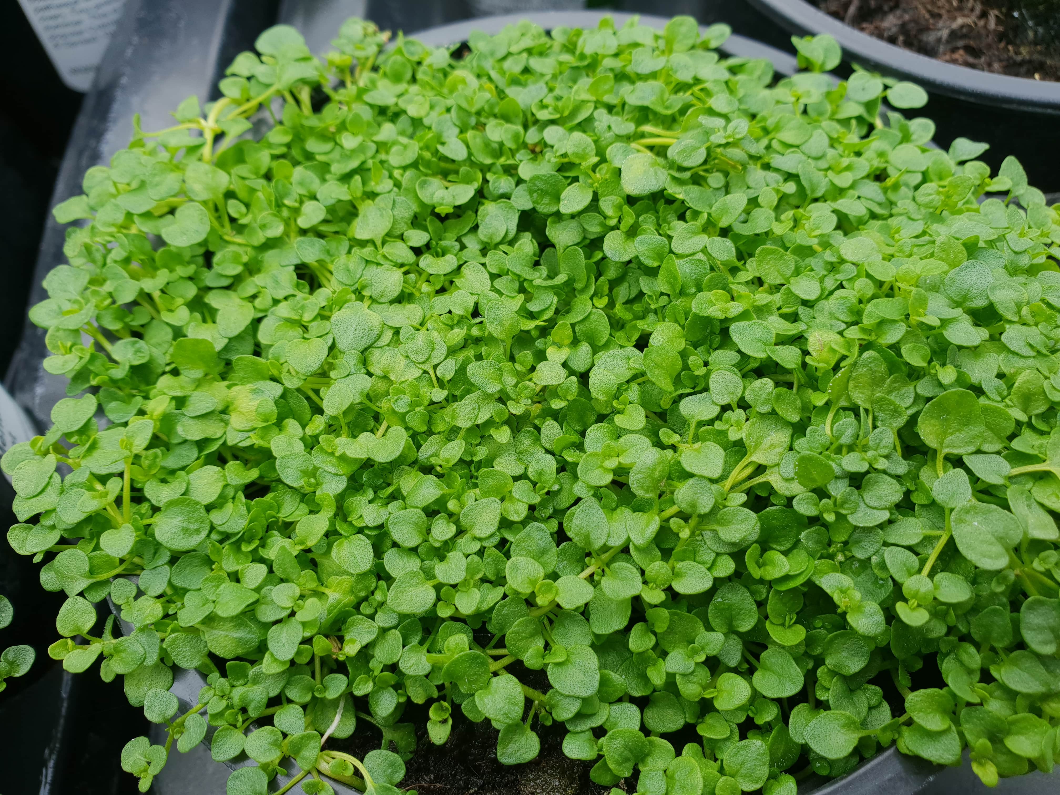 Mint Corsican - John Cullen Gardens