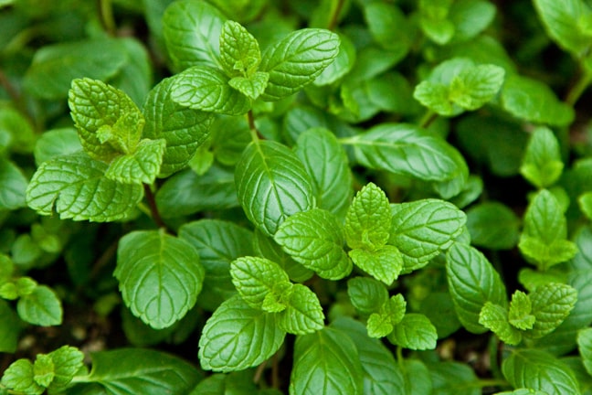 Mint Garden - John Cullen Gardens