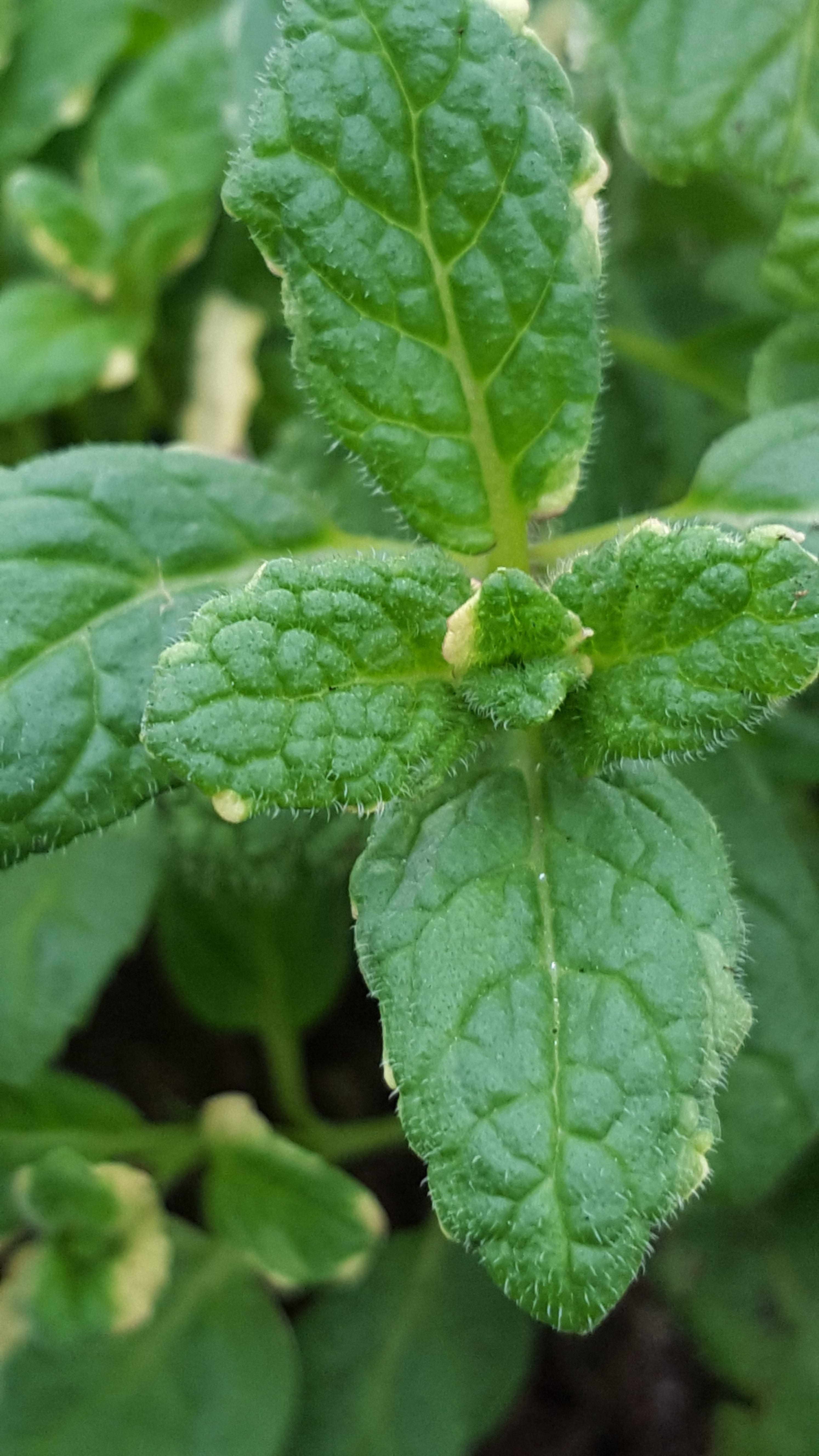 Mint Pineapple - John Cullen Gardens