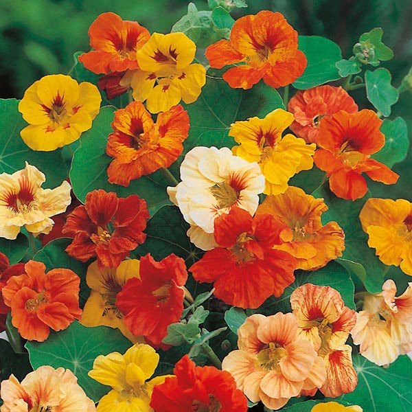 Nasturtium - John Cullen Gardens