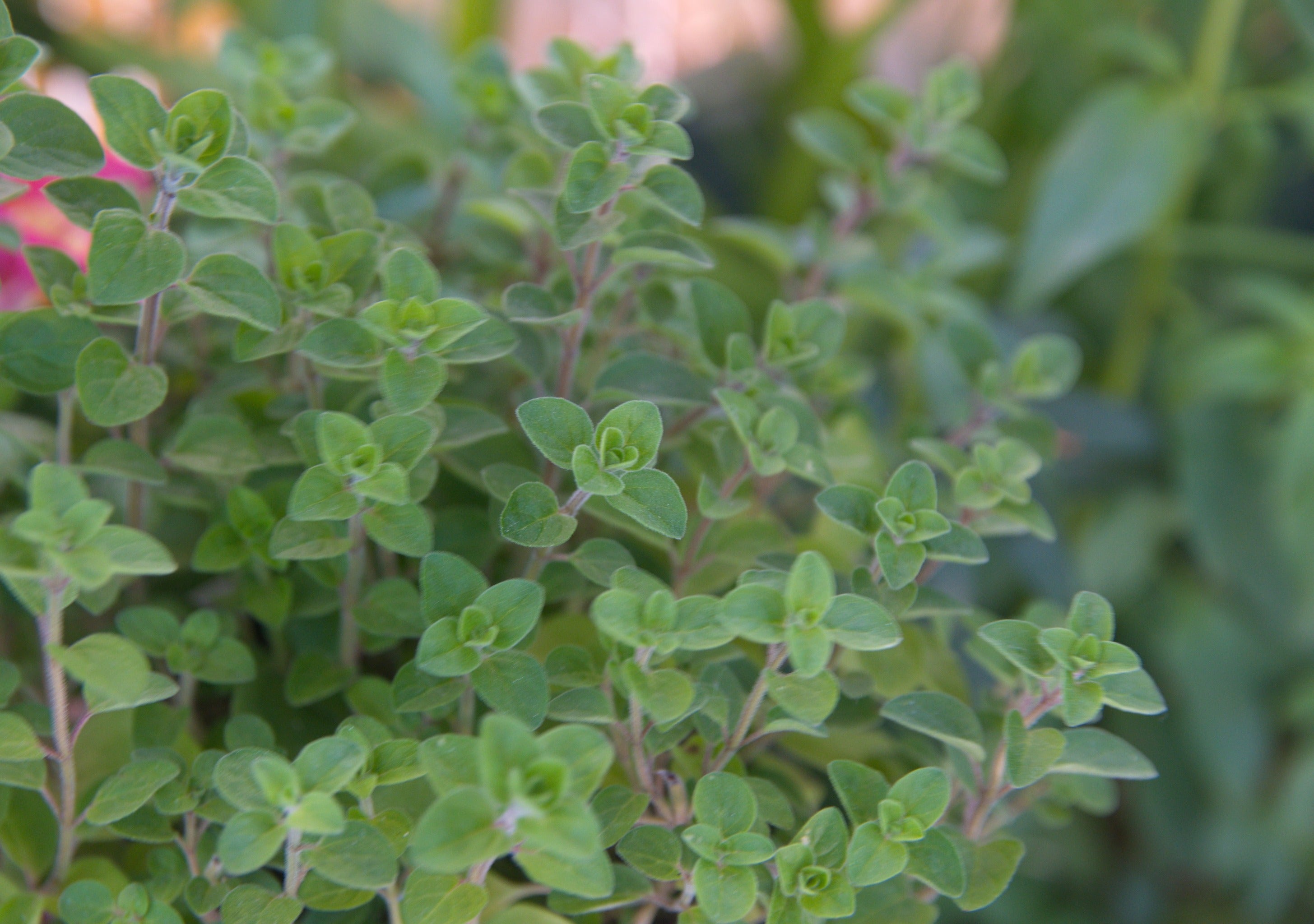 Oregano Greek - John Cullen Gardens