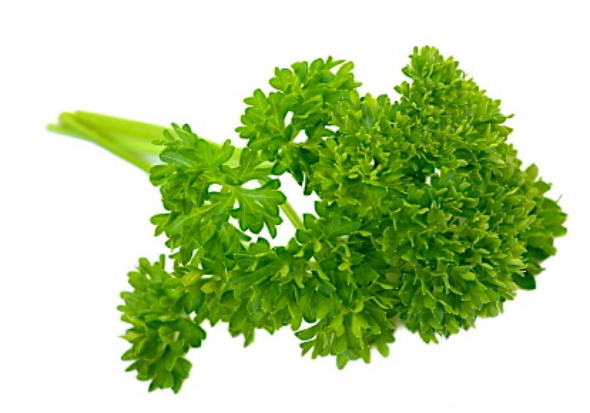 Parsley Curly - John Cullen Gardens