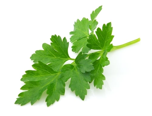 Parsley Flat - John Cullen Gardens