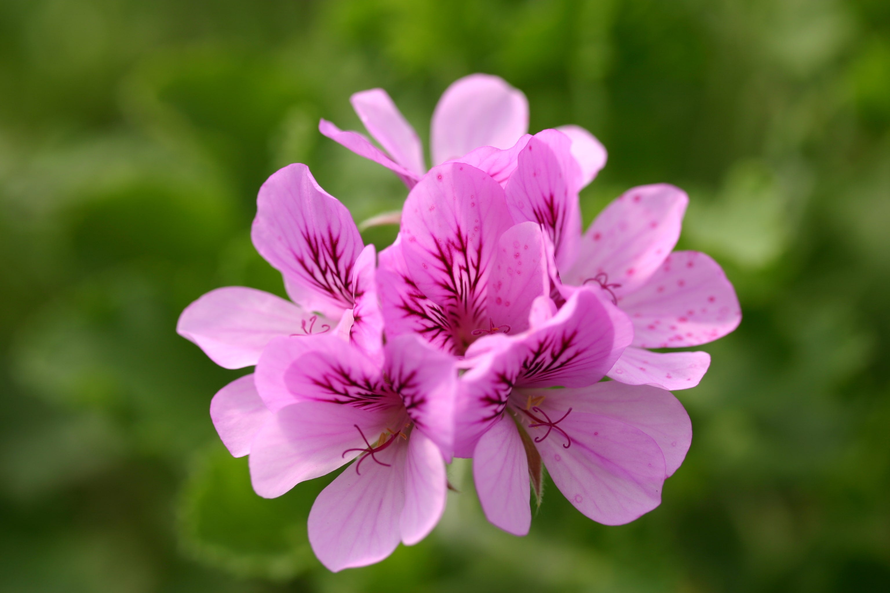 Pelargonium 'Torrento' - John Cullen Gardens