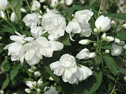 Philadelphus 'Snowbelle' - John Cullen Gardens