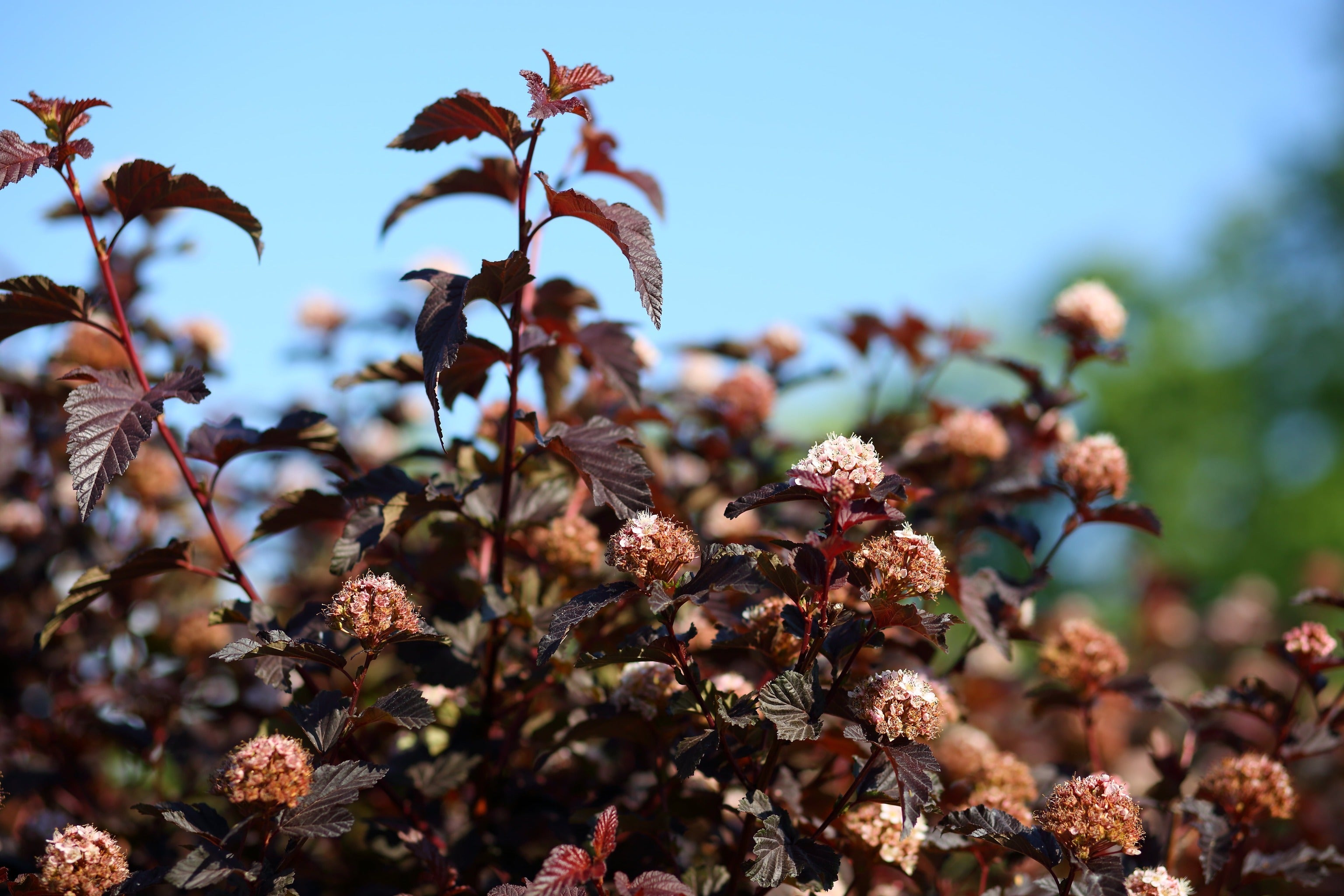 Physocarpus opulifolius 'Lady in Red' - John Cullen Gardens