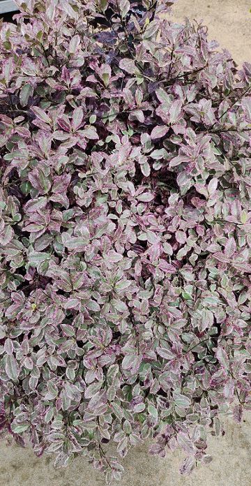 Pittosporum tenuifolium 'Bannow Bay' (PBR) - John Cullen Gardens