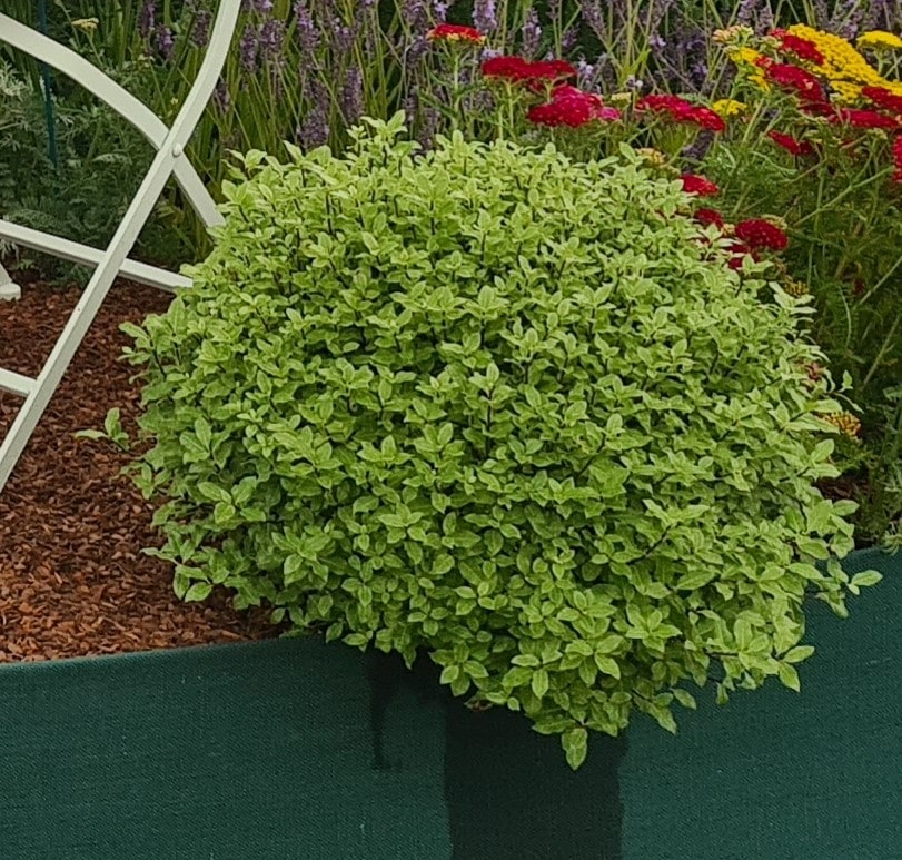 Pittosporum tenuifolium 'Midget' - John Cullen Gardens