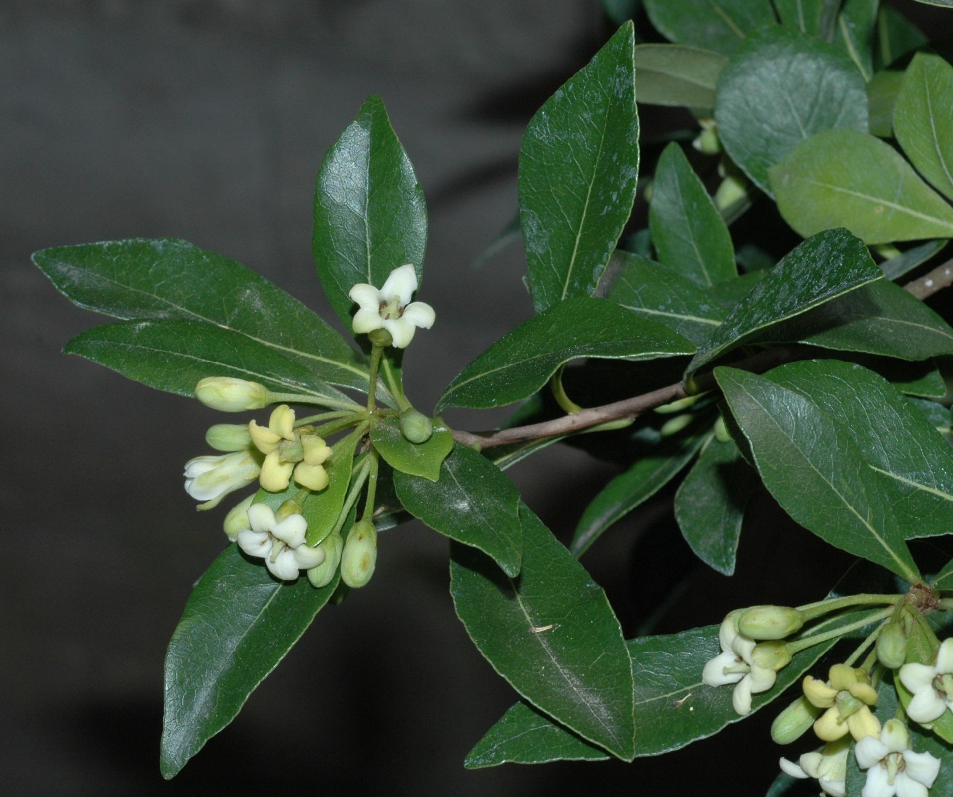 Pittosporum heterophyllum - John Cullen Gardens
