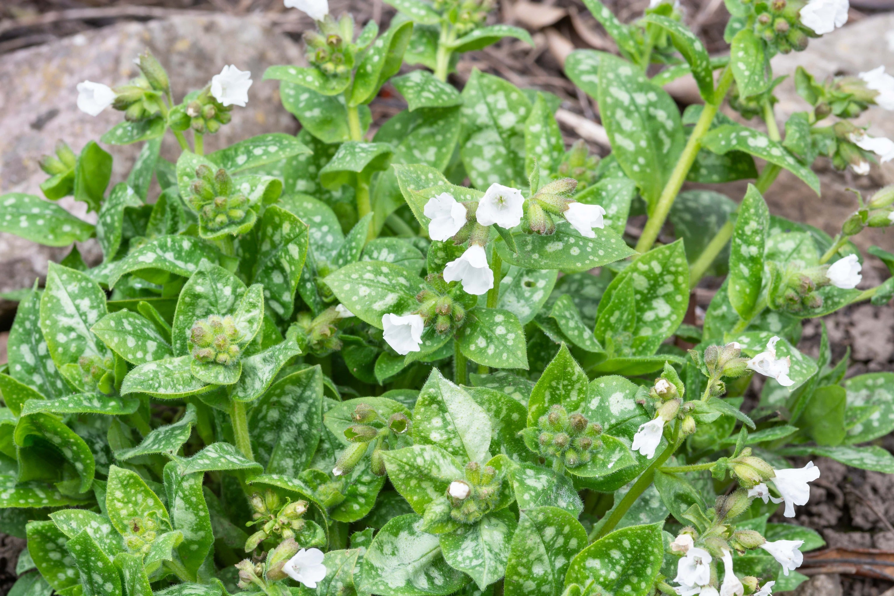 Pulmonaria officinalis 'Sissinghurst White' - John Cullen Gardens