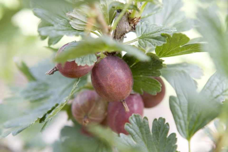 Gooseberry 'Whinhams Industry' - John Cullen Gardens