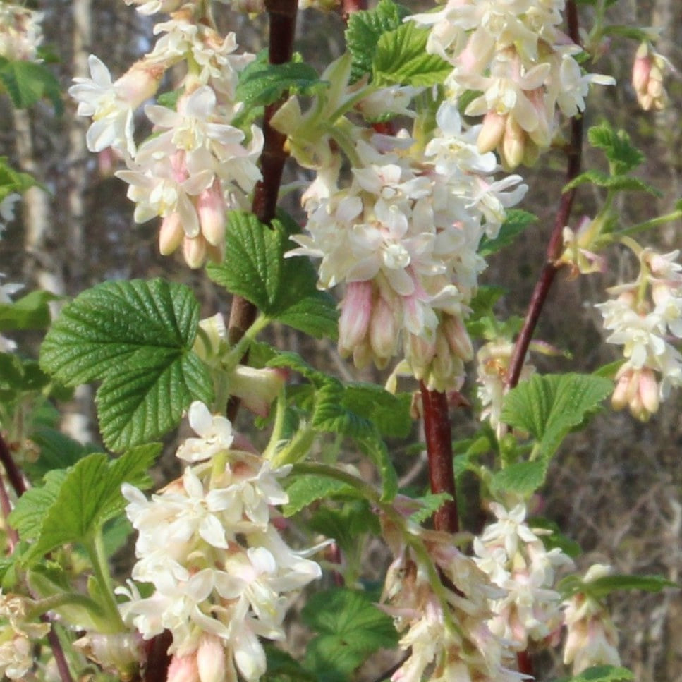 Ribes sanguineum 'Elkington White' - John Cullen Gardens