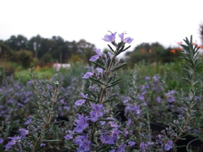Rosemary 'Blue Lagoon' - John Cullen Gardens