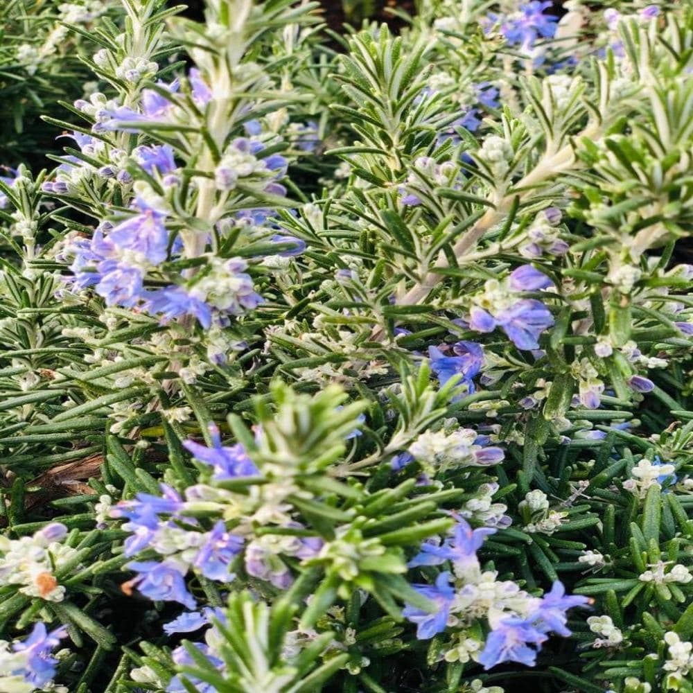 Rosemary 'Foxtail' - John Cullen Gardens