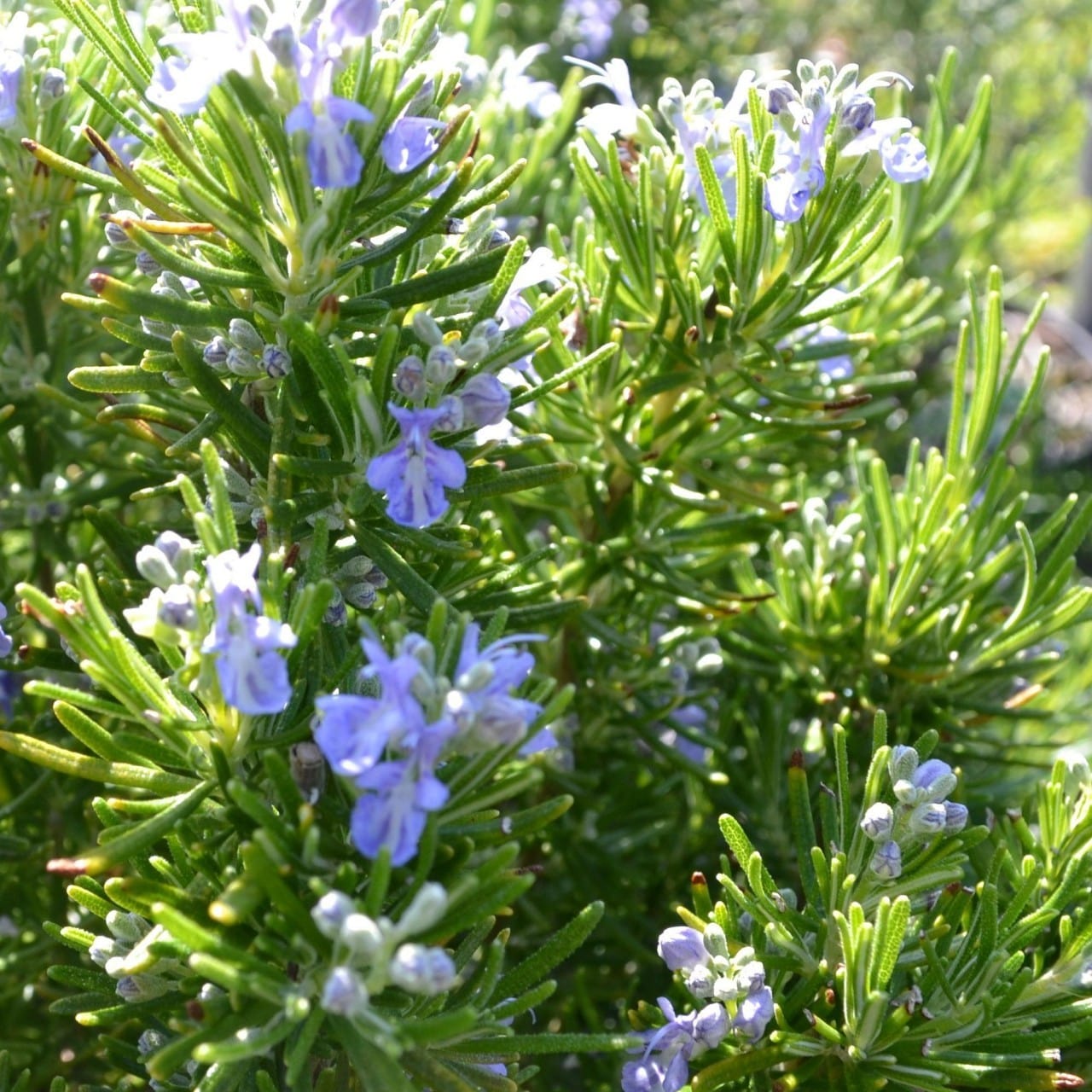 Rosemary 'Green Ginger' - John Cullen Gardens