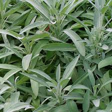 Sage common - John Cullen Gardens
