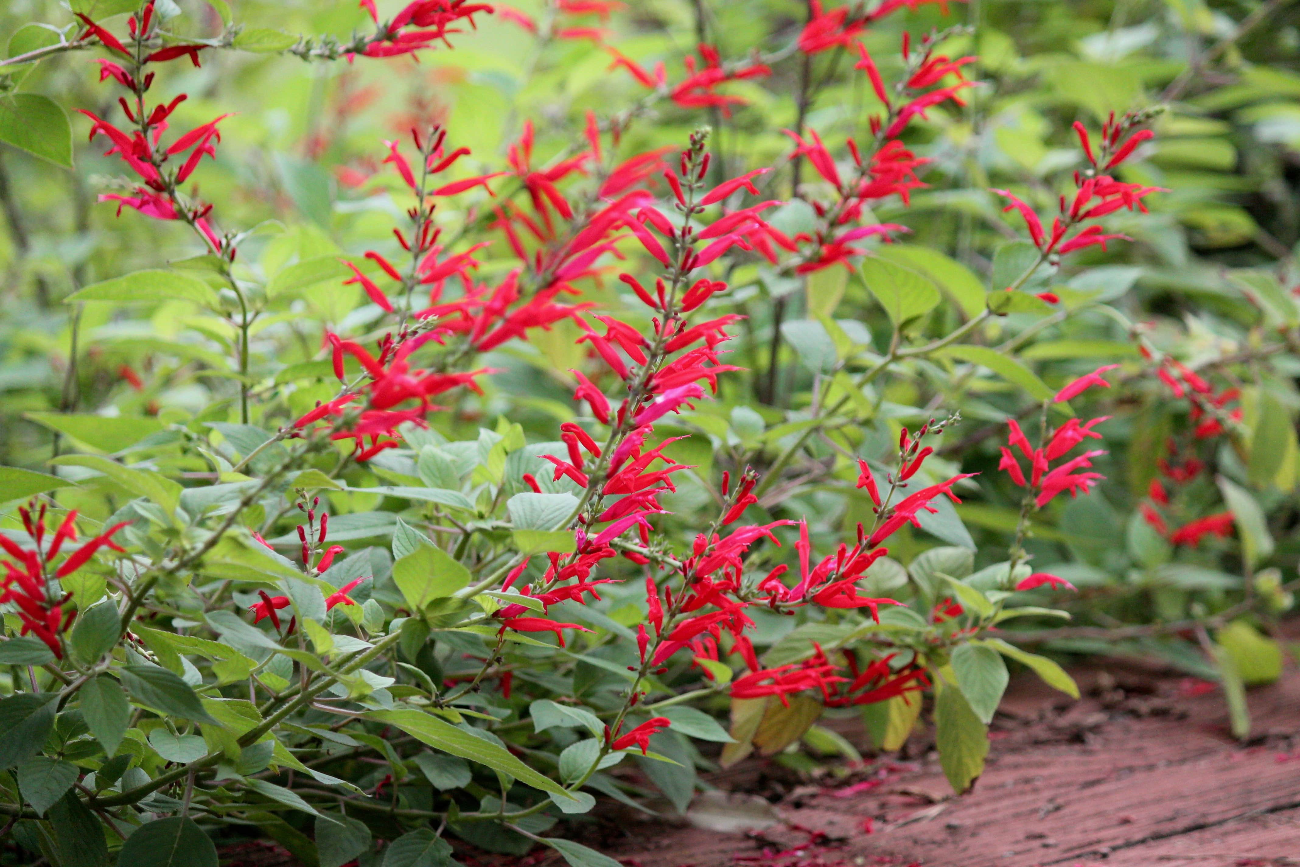 Sage Pineapple - John Cullen Gardens
