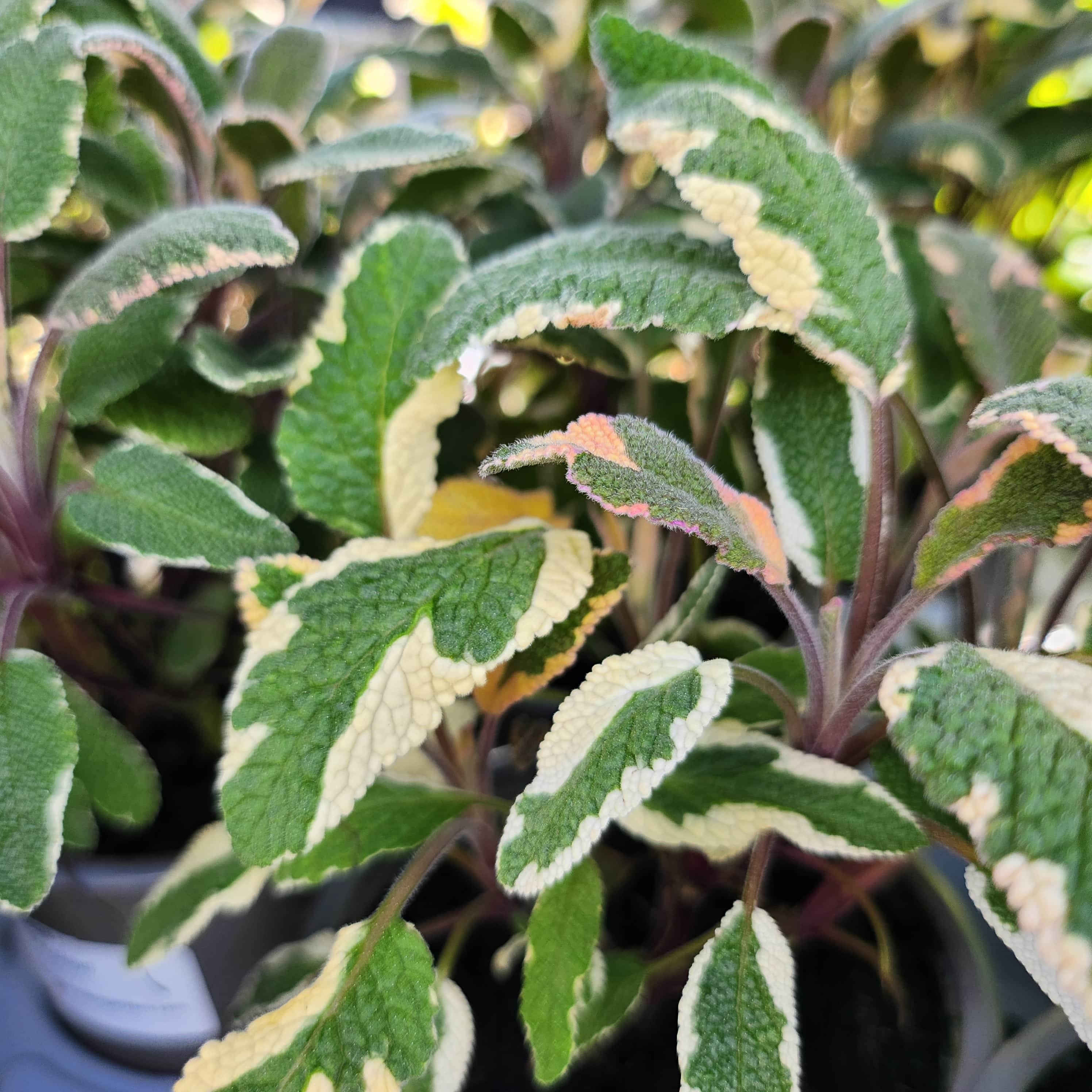 Sage Tricolor - John Cullen Gardens