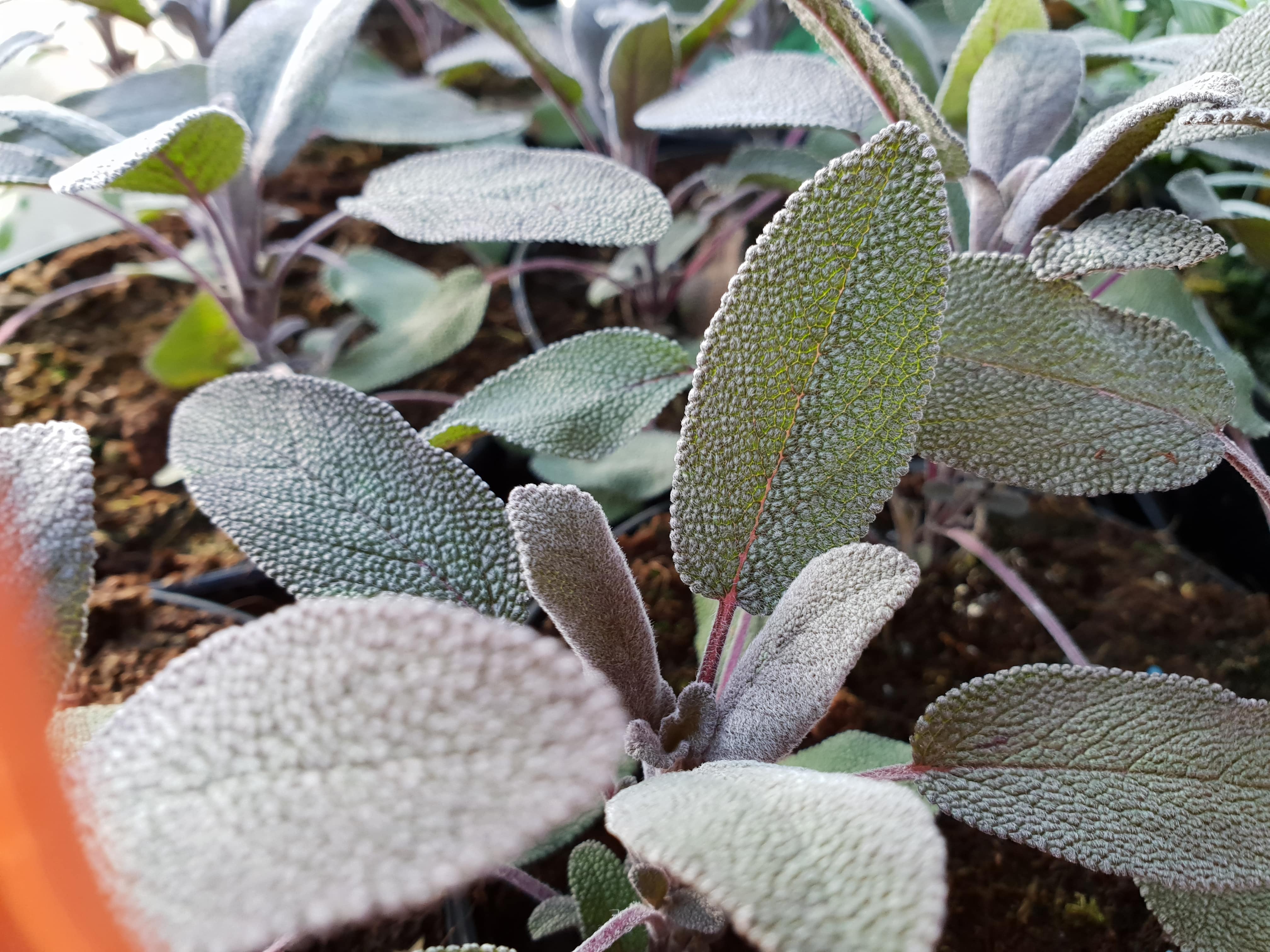 Sage Purple - Ready soon. - John Cullen Gardens
