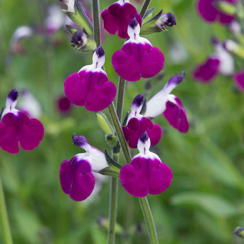 Salvia 'Amethyst Lips' - John Cullen Gardens