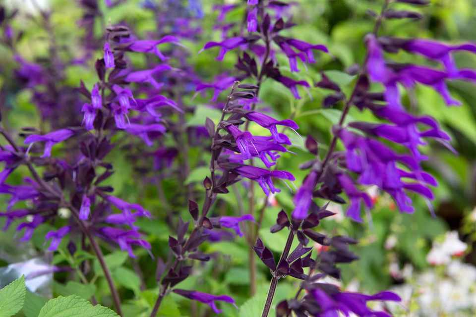 Salvia 'Amistad' (PBR) - John Cullen Gardens