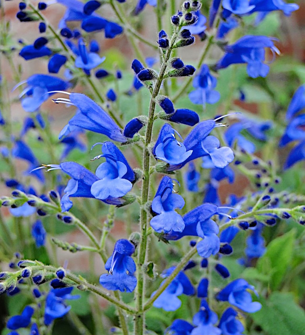 Salvia 'Blue Butterflies' - John Cullen Gardens