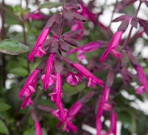 Salvia 'Love & Wishes' ('Serendip6') (PBR) - John Cullen Gardens