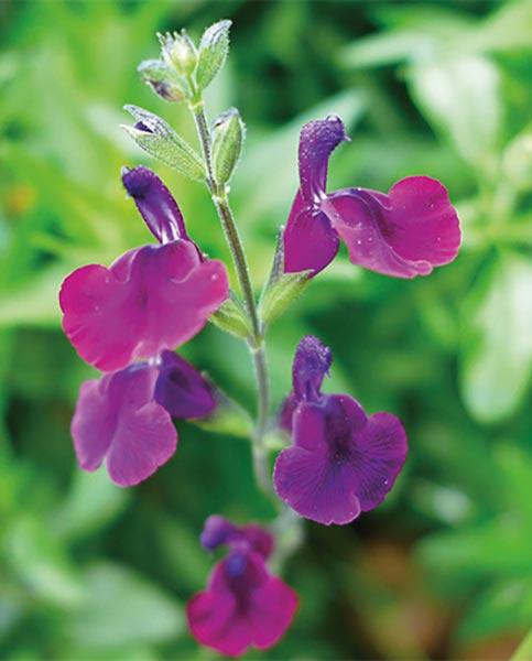 Salvia 'Nachtvlinder' - John Cullen Gardens