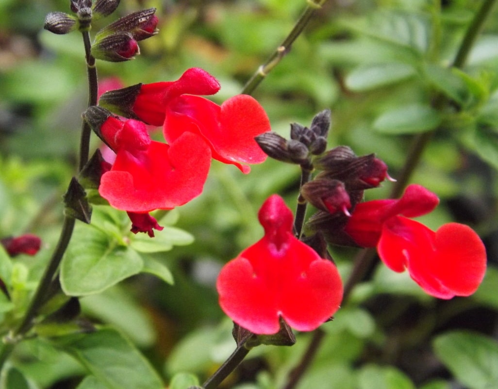 Salvia 'Royal Bumble' - John Cullen Gardens