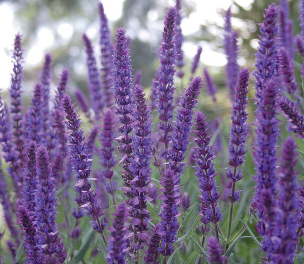 Salvia nemorosa 'Caradonna' - John Cullen Gardens