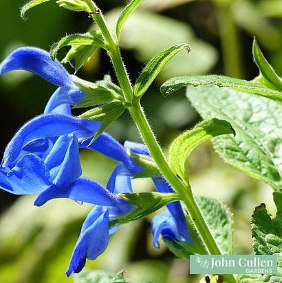Salvia patens 'Beyond Blue' - John Cullen Gardens