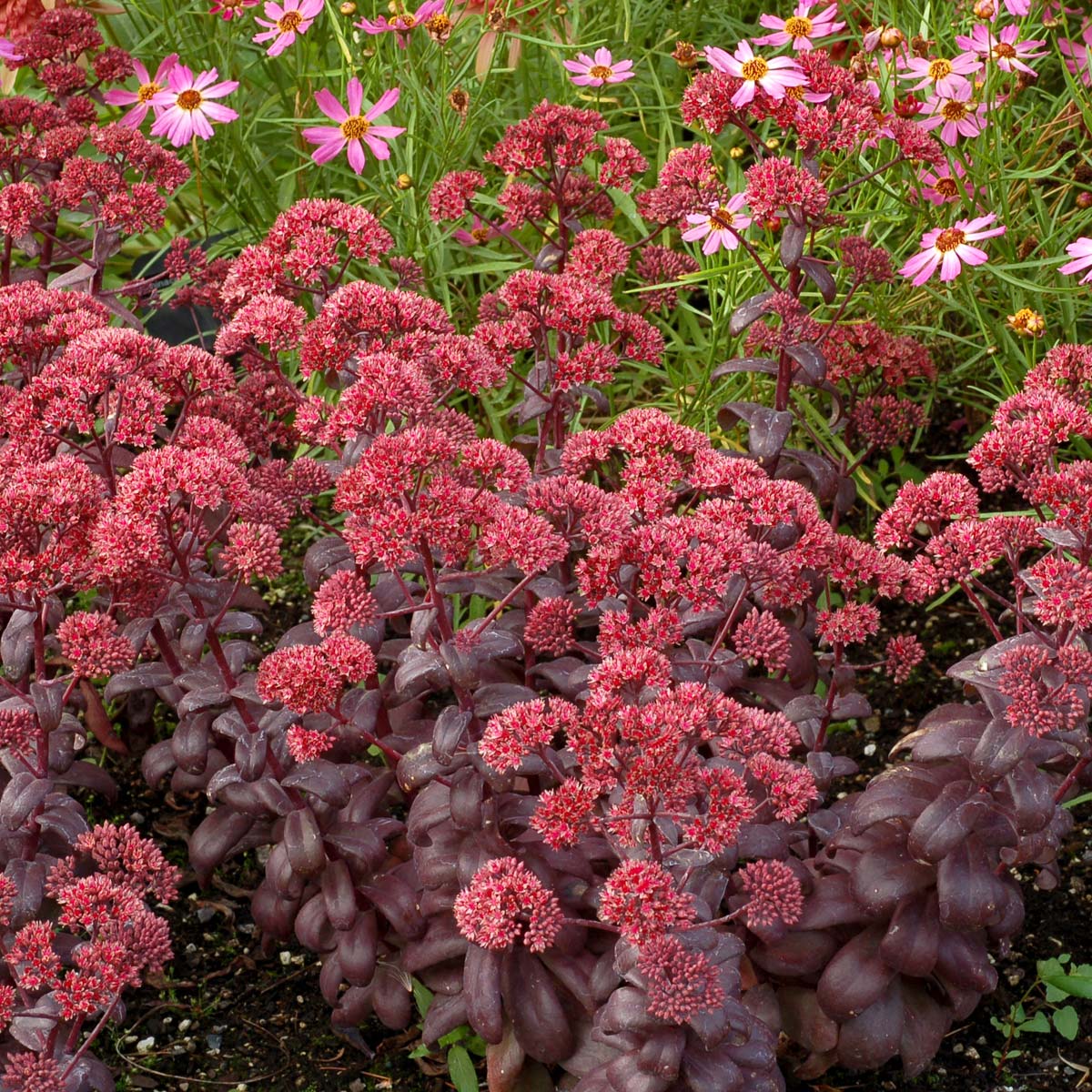 Sedum telephium 'Desert Black' - John Cullen Gardens