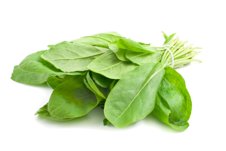 Sorrel - John Cullen Gardens